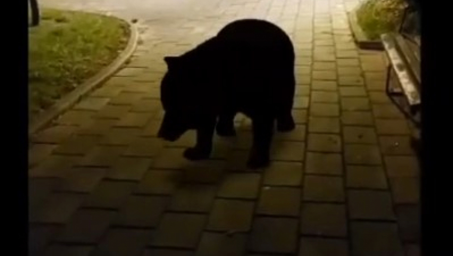 MEDVED SE PROŠETAO KROZ CENTAR PLJEVALJA Ljudi mu prišli - "Hoćemo li da se pravimo mrtvi?" (VIDEO)