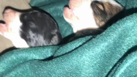 DESILO SE ČUDO! Devojka pronašla tri uginula šteneta, odvela ih kući, pa uradila NEMOGUĆE (VIDEO)