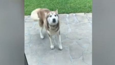 OVAJ HASKI JE PRAVI HEROJ Danima je kopao na istom mestu, a kada je vlasnica videla o čemu se radi NIJE JOJ BILO DOBRO (VIDEO)