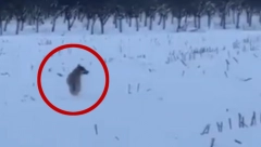 VUKOVI U BLAČKOM SELU Meštani u strahu, čopor se slobodno šeta (VIDEO)