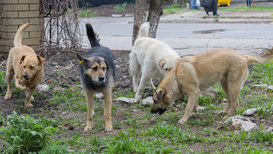 ČOPOR LUTALICA NAPRAVIO POKOLJ Jezive scene u okolini Mladenovca (FOTO/VIDEO)