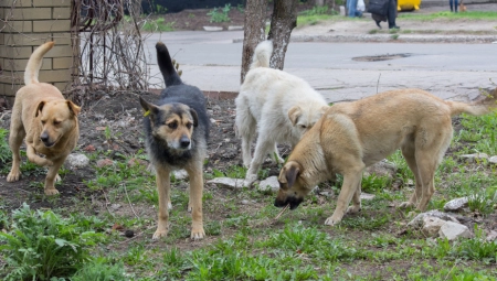 NE TREBA DA IH MAZITE Veterinari ukazali na opasnosti, ovi psi su puni parazita i crva