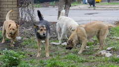 ČOPOR LUTALICA NAPRAVIO POKOLJ Jezive scene u okolini Mladenovca (FOTO/VIDEO)