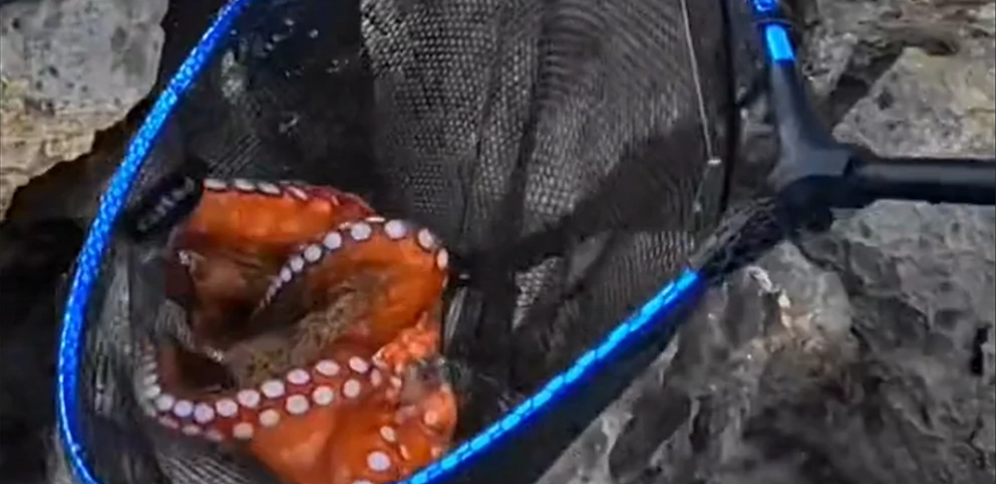 BOSANCI UHVATILI HOBOTNICU, PA NAPRAVILI HAOS NA DRUŠTVENIM MREŽAMA Nakon objavljivanja snimka, svi postavljaju ova 2 pitanja (VIDEO)