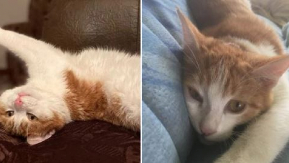 SRCEPARAJUĆE! RUSI TUGUJU ZA MAČKOM Kondukterka ga bacila na sneg, evo gde su ga pronašli (VIDEO)