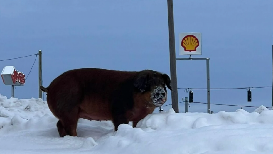 SVINJA ISKOČILA IZ PRIKOLICE I POBEGLA Kad su je policajci našli, nisu mogli da veruju šta radi! (FOTO)
