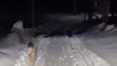 "GLEDAM KROZ PROZOR, VIDIM JE KRVAVU..." Žena štitila svog psa od vukova, pa nastradala (VIDEO)