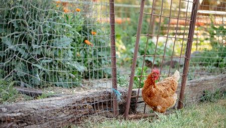 KOMŠIJE USRED ZAGREBA SVAKI DAN ČULE KUKURIKANJE Mislili da je u pitanju nečiji mobilni telefon, kada je došla komunalna služba - nastao haos!