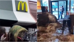 ČIZBURGER OD STAJSKOG ĐUBRIVA! Opšti haos u lokalnom Mekdonaldsu, ušli unutra i uneli ogromne količine stajnjaka! Smrdelo na sve strane (VIDEO)