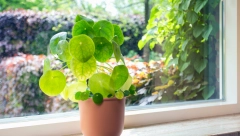 ZASADITE BILJKU OD PET GRANČICA Donosi zdravlje, sreću, napredak i novac