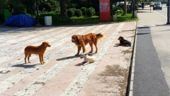 "ONI SU MNOGO VIŠE ŽEDNI I GLADNI OD NAS" Apel ove žene svi treba da poslušate