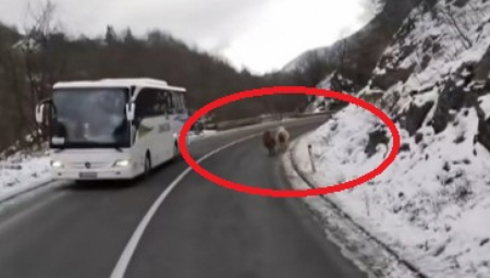 NESVAKIDAŠNJA SCENA KOD NOVE VAROŠI, ODBEGLE ŽIVOTINJE TRČE PO PUTU Prestravljene su od straha, odmah je pozvana policija (VIDEO)