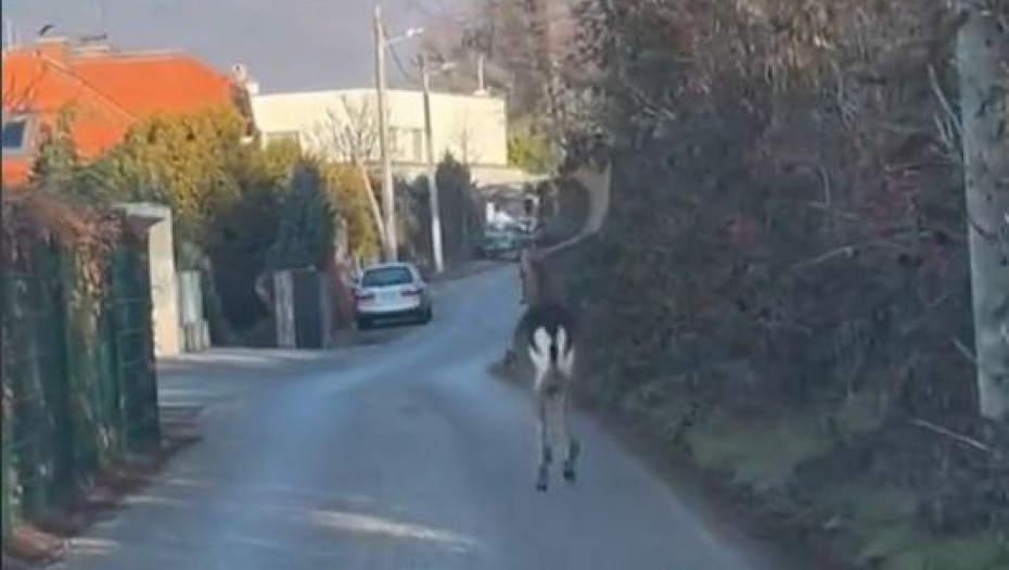 RETKA VRSTA JELENA POBEGLA IZ REZIDENCIJE MILANOVIĆA Lopatar tumarao po Zagrebu (VIDEO)