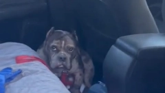 RASPLAKAĆE VAS TE TUŽNE OKICE Napuštena kuca neće da izađe iz kola posle izleta, samo da čujete razlog!