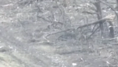 SPASAO SEBE I SVOJE SABORCE OD SIGURNE SMRTI Rus iz očaja u borbi za goli život  uhvatio granu i njome srušio urkajinski dron! (VIDEO)