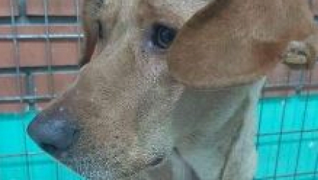 PRIČA KOJA JE RASPLAKALA SRBIJU Pretukli su je oni kojima je najviše verovala (FOTO)