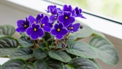 VELIČANSTVENE LJUBIČICE I TOKOM ZIME Zalijte ih sredstvom od ovog voća i imaće raskošne cvetove