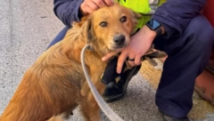 PAS HEROJ Čovek se davio u zaleđenom jezeru, činilo se da mu nema spasa, a onda...