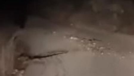 DIVLJA ZVER ISKOČILA PRED AUTOMOBIL Jeziva scena zabeležena na Cetinju (VIDEO)