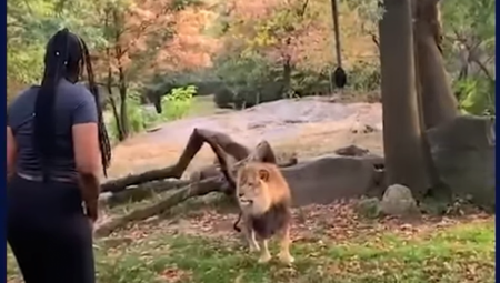 ŽENA UŠLA U KAVEZ SA LAVOVIMA I POČELA DA IGRA Usledio je pravi horor (VIDEO)