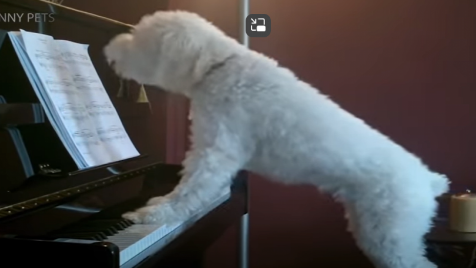 OVAKVO UMEĆE JOŠ NISTE VIDELI Pas svira klavir, pokreti mu bolji nego LJUDSKI (VIDEO)