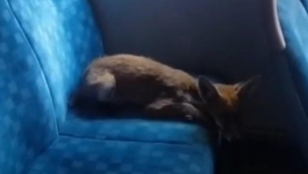 LISICA U AUTOBUSU Snimljena tokom dana, stanovnici u panici (VIDEO)