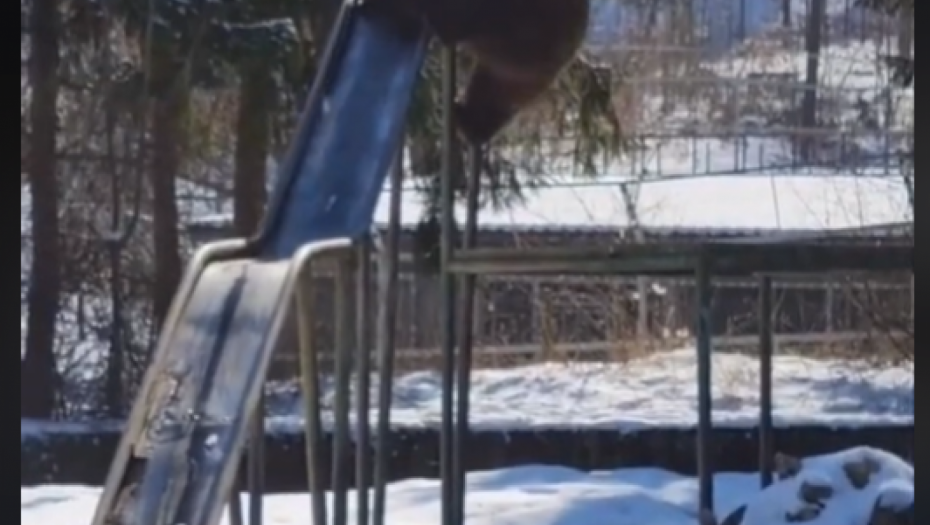 KAO U CRTANOM FILMU Medved došao na igralište i pokušava da se spusti niz tobogan (VIDEO)