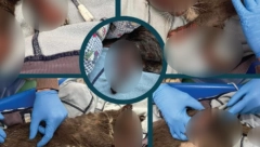 DECA U OVOM KRAJU MUČE MAČKE VEĆ DANIMA Slike su stravicne, zaštitnici životinja traže pravdu, ponudili veliku nagradu! (FOTO)