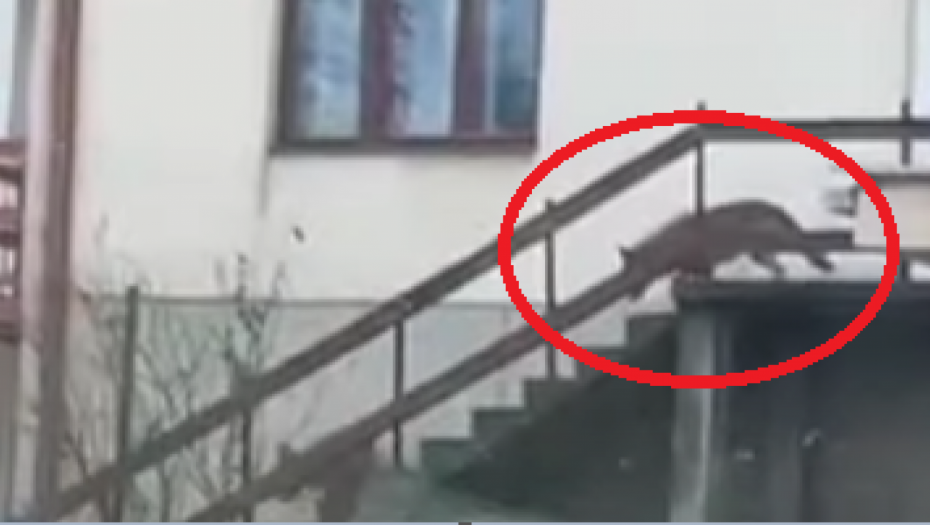 KRVOLOČNE ZVERI KOLJU U SAMOM CENTRU GRADA! Užas u Žitorađu, predatori ubili vezanog psa (VIDEO)