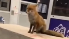 LISICA SNIMLJENA  NA NAPLATNOJ RAMPI Snimak iz Crne Gore zapalio mreže (VIDEO)