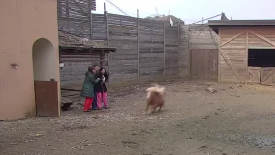 POBESNELA ŽIVOTINJA JURI PO IMANJU U ŠIMANOVCIMA! Pustili ga u dvorište, on krenuo na njih, a reakcije su pravi hit