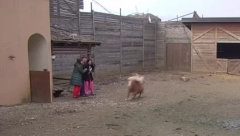 POBESNELA ŽIVOTINJA JURI PO IMANJU U ŠIMANOVCIMA! Pustili ga u dvorište, on krenuo na njih, a reakcije su pravi hit