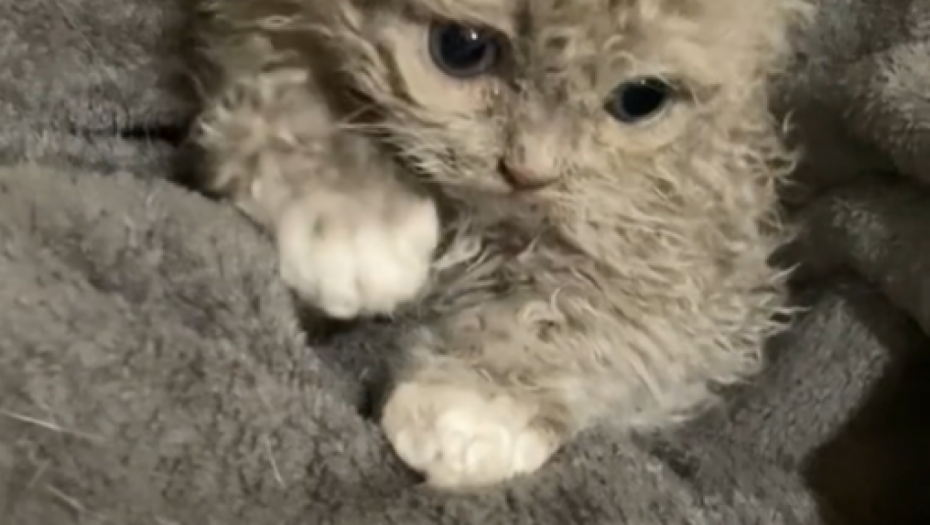 RASPILAVIĆETE SE KADA JE VIDITE Da li je ovo najslađa mačka na svetu? (VIDEO)