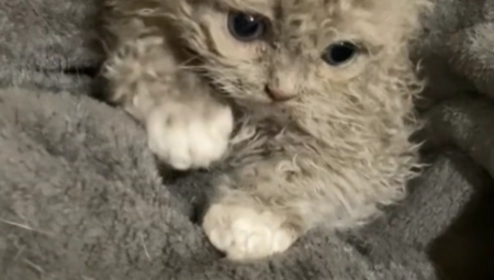 RASPILAVIĆETE SE KADA JE VIDITE Da li je ovo najslađa mačka na svetu? (VIDEO)