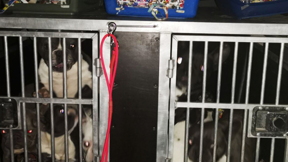 UHAPŠENE BEOGRAĐANKE  Lažno se predstavile pa ukrale više rasnih pasa