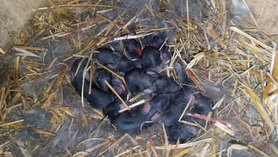 ČUDO NEVIĐENO KOD TOPOLE Na svet došlo 18 mladunaca (FOTO)