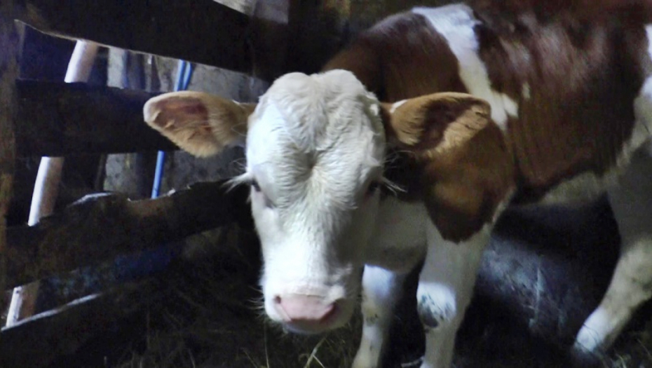 OD CIFRE ĆE VAM SE ZAVRTETI U GLAVI Evo za koliko MILIONA je prodata najskuplja krava na svetu (VIDEO)