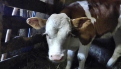 "JEDNU KRAVU SMO SINOĆ PRONAŠLI PORED IZVORA MRTVU!" Krdo od 800 krava i 200 konja na Suvoj planini dva dana bez vode!