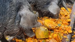 SVINJE NA SRPSKOJ FARMI ŽIVE KAO ''BUBREZI U LOJU'': Jedu mango, ananas i kivi!