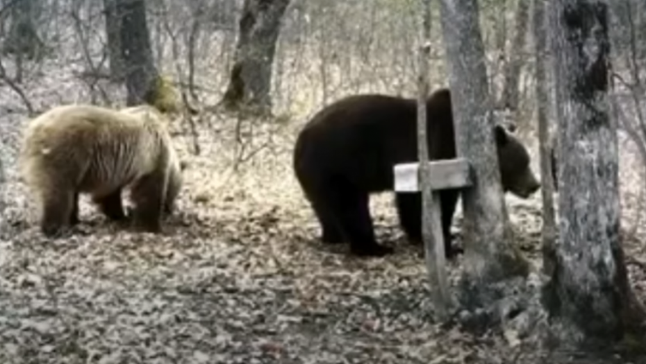 MEČKE TANKOSAVA I PARASKEVA JOŠ SPAVAJU Izgleda da proleće neće skoro?