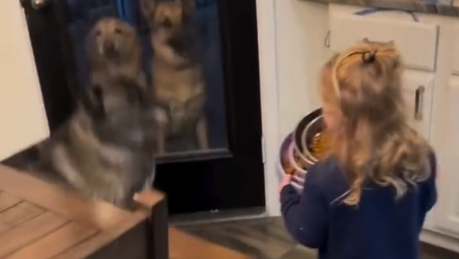 LJUDI NE VERUJU SVOJIM OČIMA Devojčica otišla da nahrani pse, ono što su ljubimci uradili je NEVEROVATNO (VIDEO)