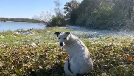NAKON ČETIRI GODINE PAS JE KONAČNO VRAĆEN U SVOJ DOM nema kraja sreći njegovim vlasnicima
