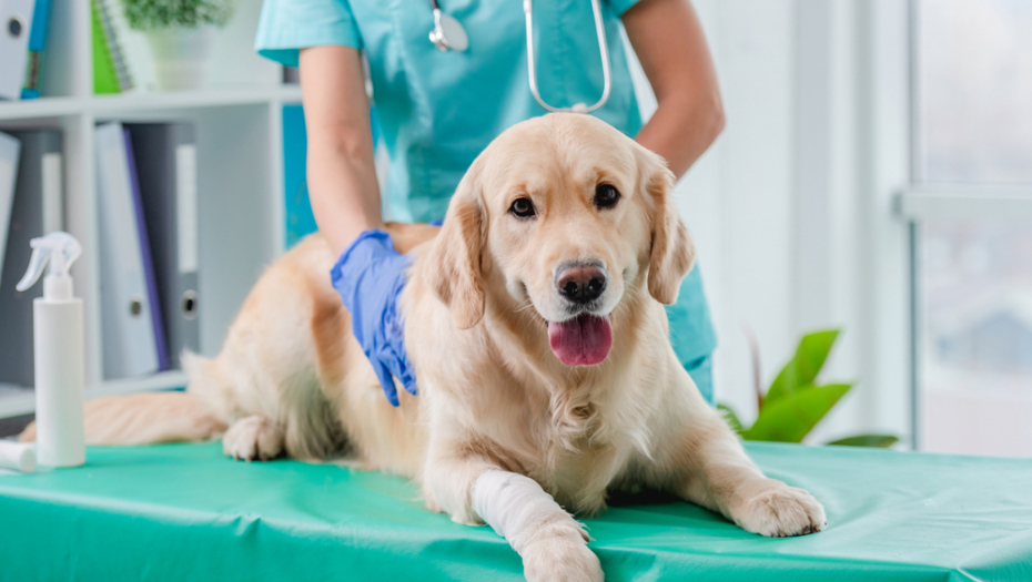 MALI NEPRIJATELJI VAŠEG LJUBIMCA Evo kada hitno treba da životinju odvedete kod veterinara