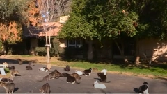 MLADIĆ (20) UBIO 76 MAČAKA Lovio ih je na ulici i udomljavao preko interneta pa IH DAVIO I SEKAO MAKAZAMA