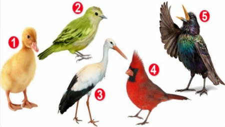 TEST LIČNOSTI Odaberite pticu sa slike i saznajte svoje mane i vrline (FOTO)