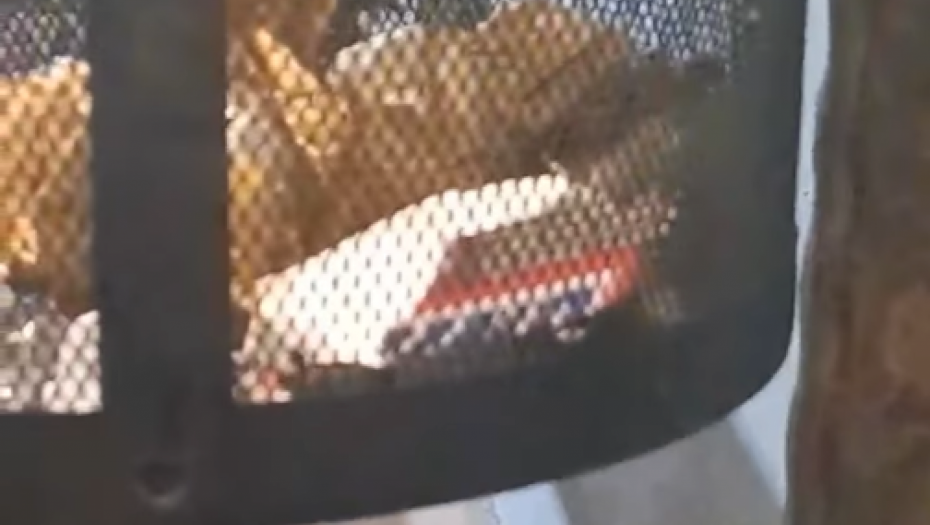 ŠTA TO ŠUŠKA U KANTI? Drugari iz kanalizacije izašli na klopu! (VIDEO)