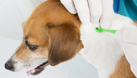 "KRPELJI SU AKTIVNI ČIM JE NAPOLJU PET STEPENI" Veterinari objašnjavaju kako da svog ljubimca zaštitite od parazita