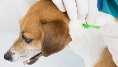 "KRPELJI SU AKTIVNI ČIM JE NAPOLJU PET STEPENI" Veterinari objašnjavaju kako da svog ljubimca zaštitite od parazita