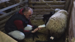 SVE JE TO ZBOG OVNA DOBRIVOJA! Belka triput jagnjila po troje, a sad i domaćina ostavila u čudu