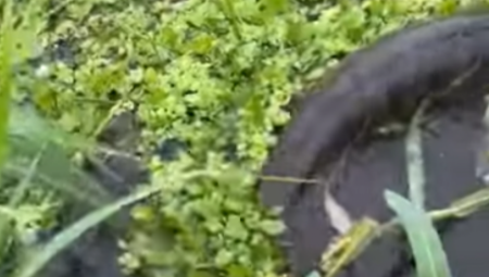 OVO STVORENJE GUTA PLEN SAMO JEDNIM POGLEDOM Čudovište iz amazona kakvo niste videli do sada (FOTO)